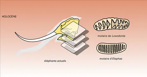 Phylogenèse : étapes - crédits : Encyclopædia Universalis France