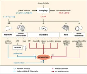 Activation et contrôle de la réaction inflammatoire
 - crédits : Encyclopædia Universalis France