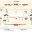 Activation et contrôle de la réaction inflammatoire
 - crédits : Encyclopædia Universalis France