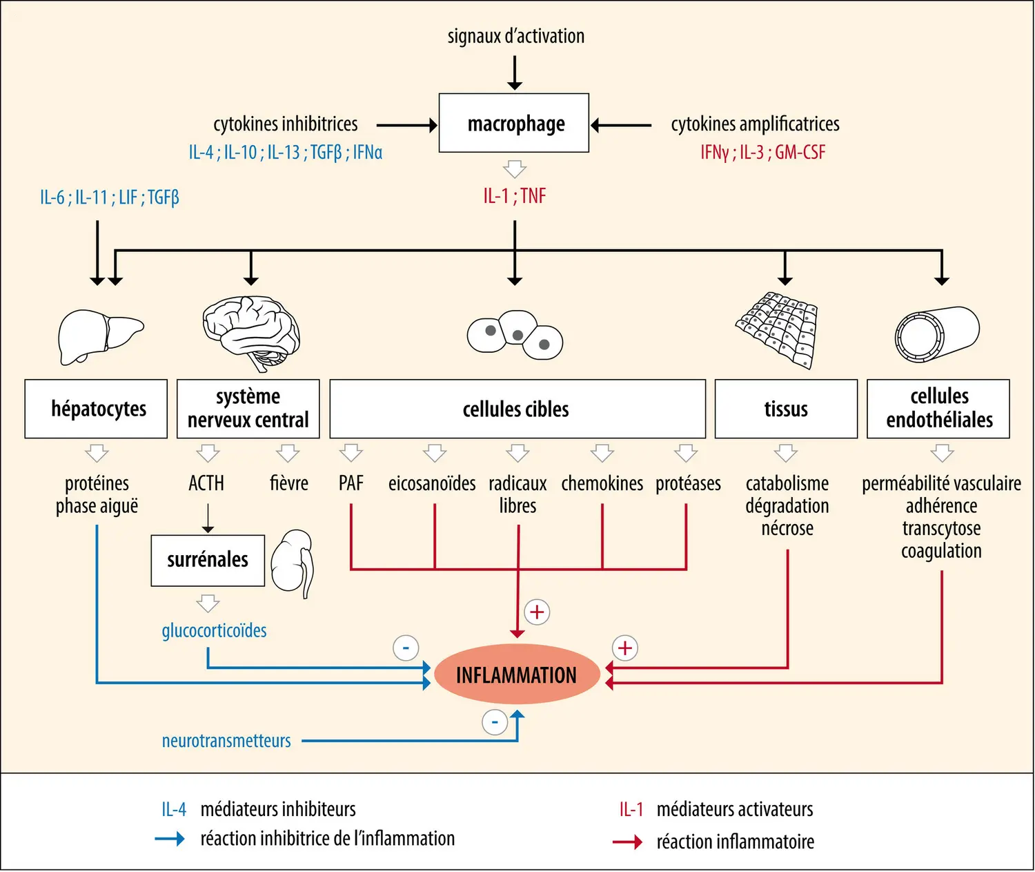 Activation et contrôle de la réaction inflammatoire
