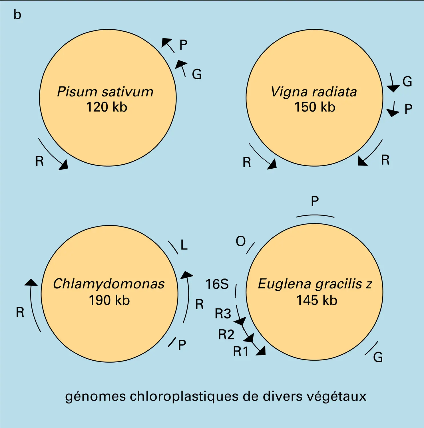 ADN chloroplastiques - vue 2