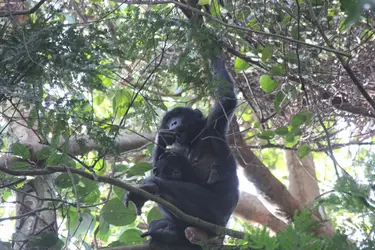 Femelle bonobo et son petit - crédits : Victor Narat