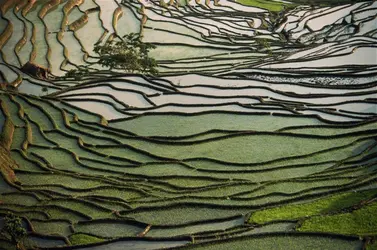 Rizières dans le Yunnan (Chine) - crédits : Yann Layma/ Getty Images