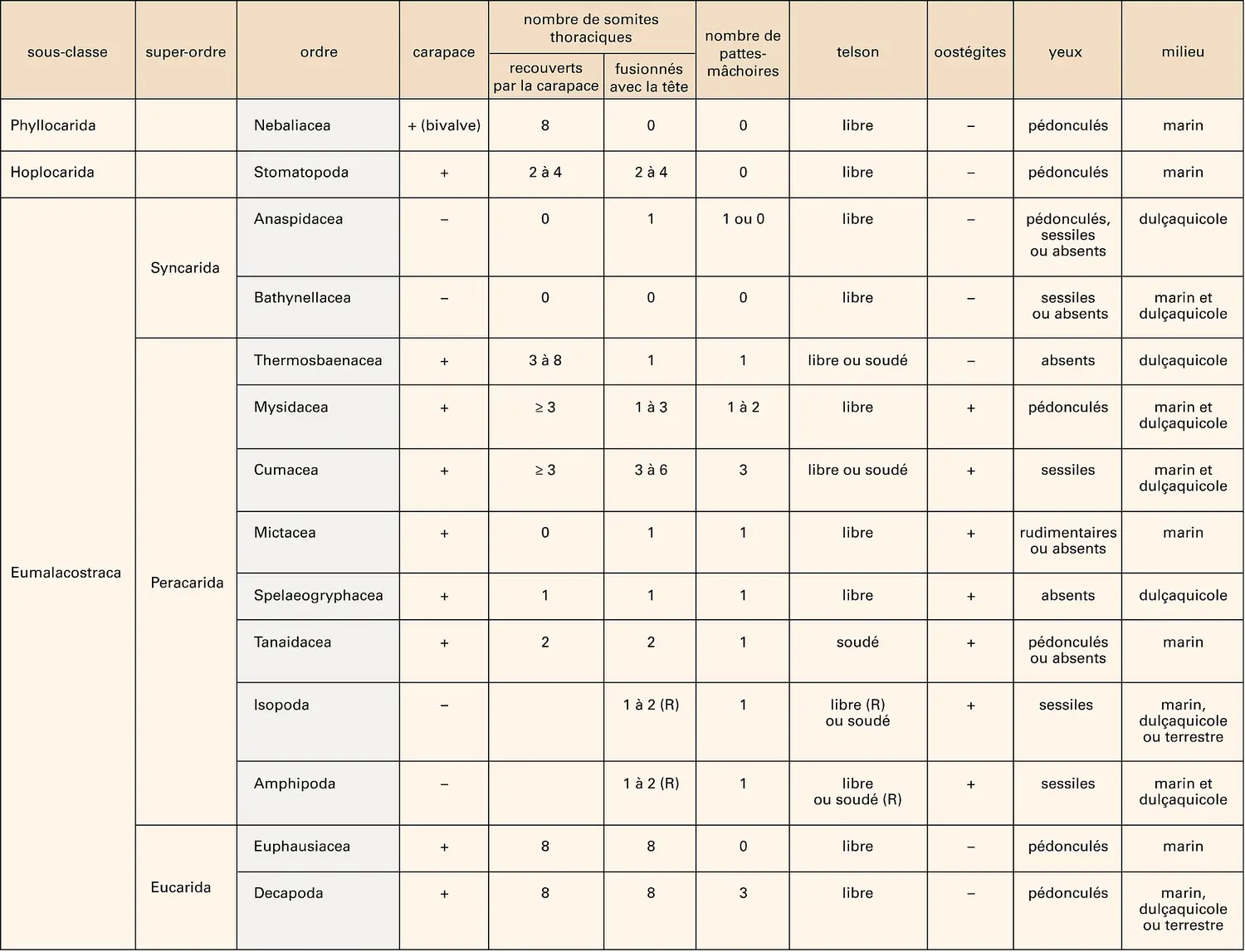 Malacostracés : classification