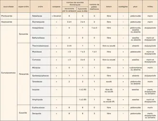 Malacostracés : classification - crédits : Encyclopædia Universalis France