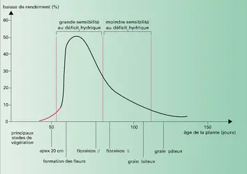 Céréales : rendement du maïs avec restriction d'eau - crédits : Encyclopædia Universalis France