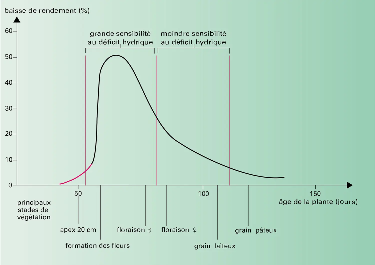 Céréales : rendement du maïs avec restriction d'eau