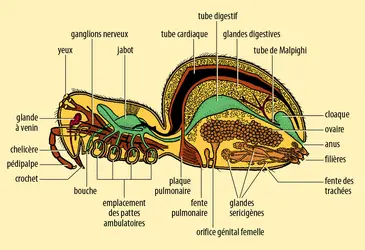 Coupe d’une araignée - crédits : Encyclopædia Universalis France