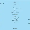 Pulégone, camphre et verbénone - crédits : Encyclopædia Universalis France