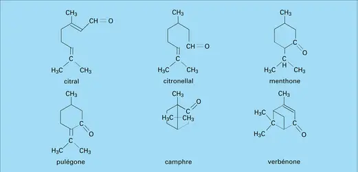 Pulégone, camphre et verbénone - crédits : Encyclopædia Universalis France