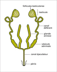 Appareil génital mâle - crédits : Encyclopædia Universalis France