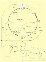 Cycle de Krebs et chaîne respiratoire - crédits : Encyclopædia Universalis France