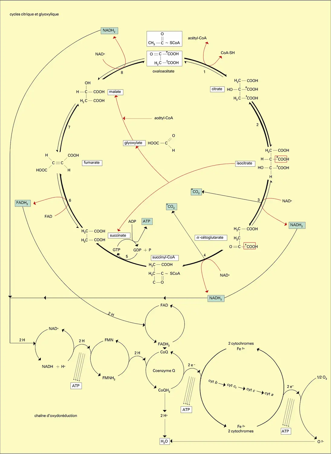 Cycle de Krebs et chaîne respiratoire