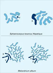 Chromosomes sexuels - crédits : Encyclopædia Universalis France