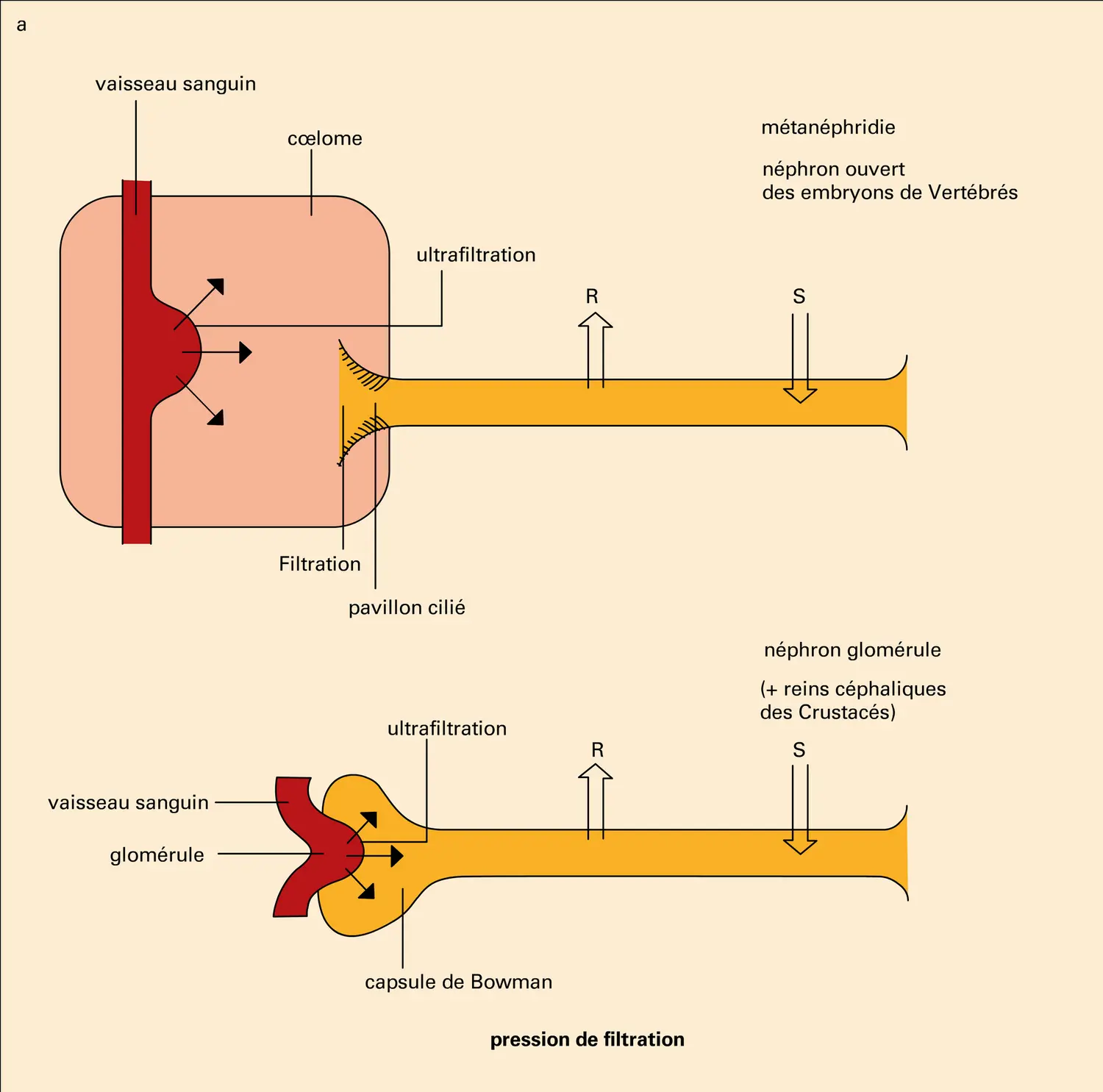 Organes excréteurs - vue 1