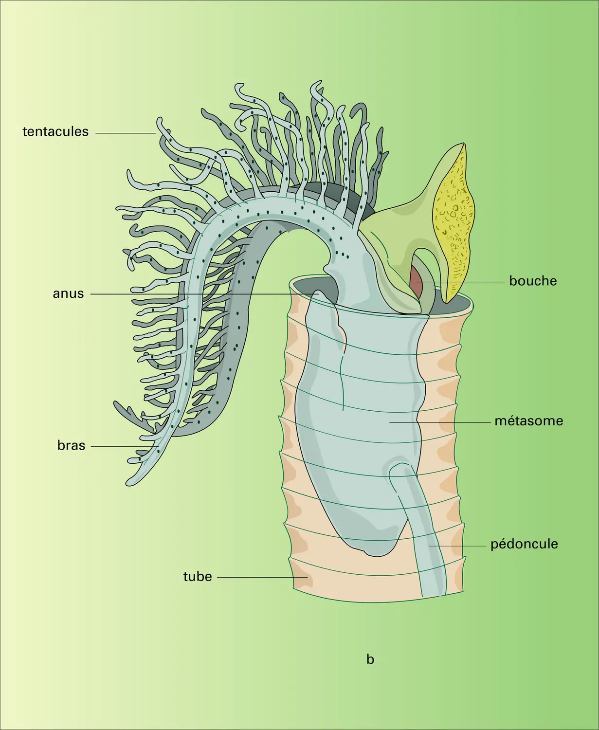 Rhabdopleura - vue 2