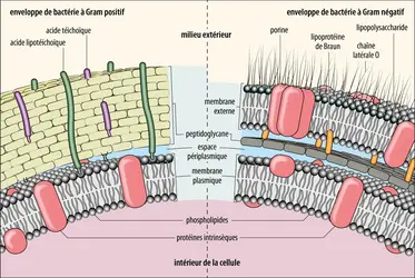 Enveloppe des bactéries à Gram positif ou négatif - crédits : Encyclopædia Universalis France