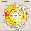 Deux modèles schématiques expliquant la dynamique globale de la Terre - crédits : Encyclopædia Universalis France