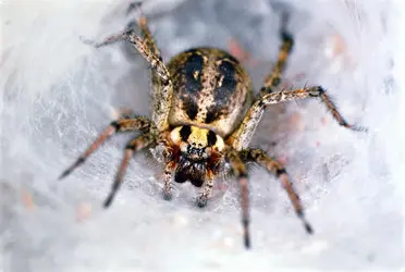 Agélène (<it>Agelena labyrinthica</it>), araignée - crédits : Christoph Burki/ Getty Images