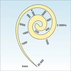 Tonotopie cochléaire - crédits : Encyclopædia Universalis France