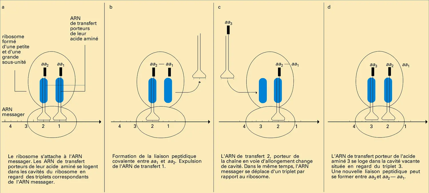 Ribosome : biosynthèse des protéines