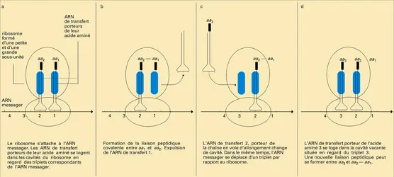 Ribosome : biosynthèse des protéines - crédits : Encyclopædia Universalis France