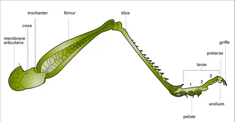 Patte d'un criquet - crédits : Encyclopædia Universalis France