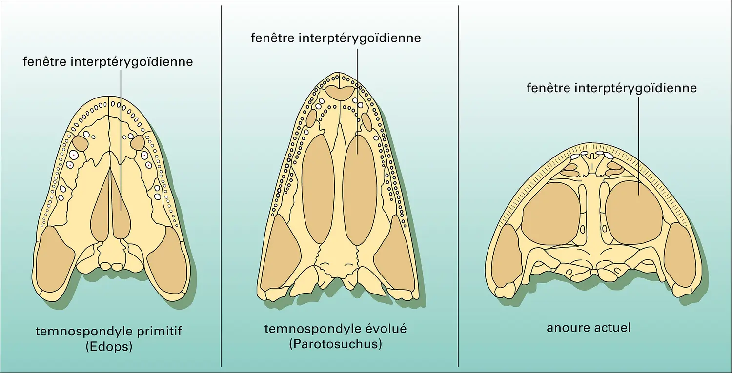 Temnospondyles : squelette palatal