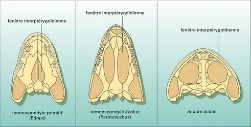 Temnospondyles : squelette palatal - crédits : Encyclopædia Universalis France