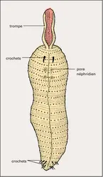 Échiurien - crédits : Encyclopædia Universalis France