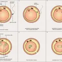 Fécondation de l'œuf d'un Mammifère - crédits : Encyclopædia Universalis France