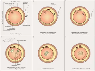 Fécondation de l'œuf d'un Mammifère - crédits : Encyclopædia Universalis France