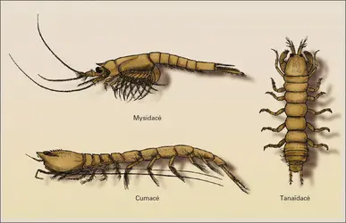 Malacostracés : péracarides à carapace - crédits : Encyclopædia Universalis France