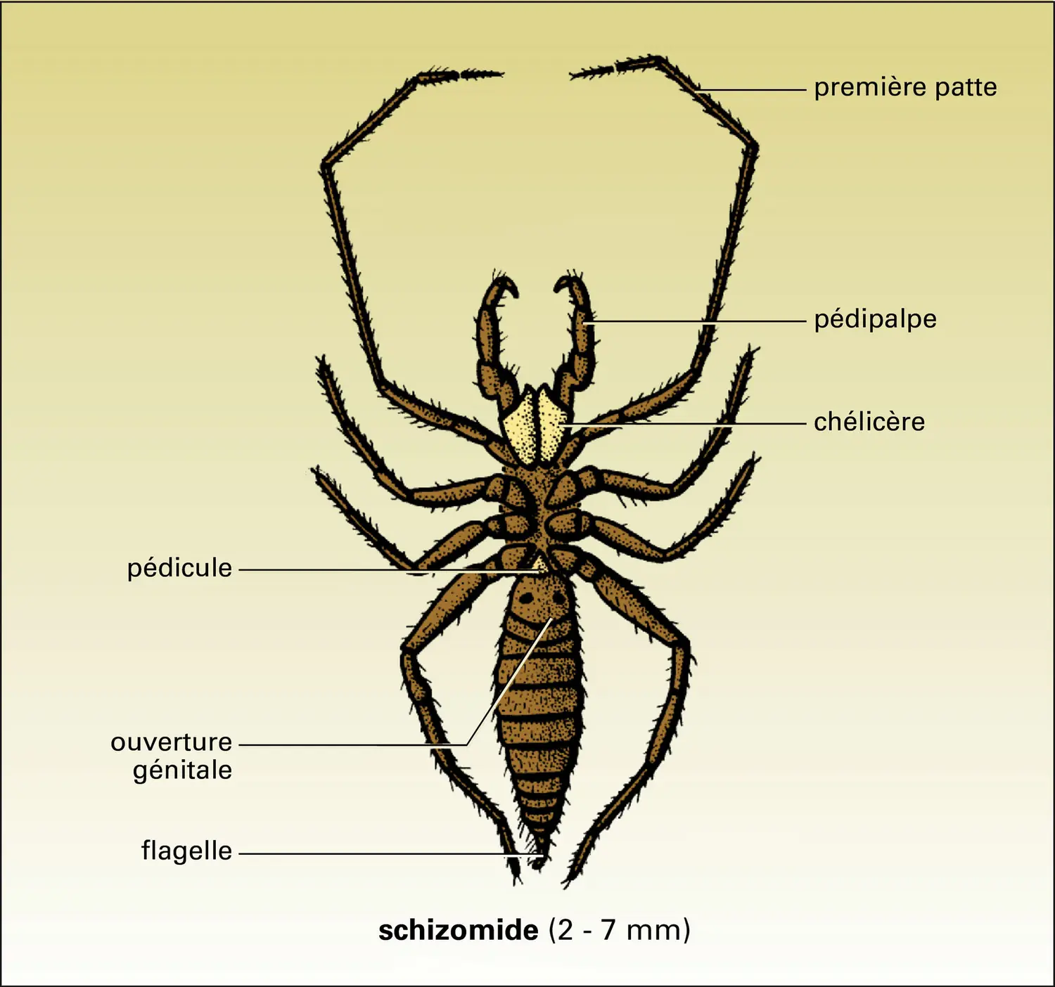 <b>Schizomide</b>