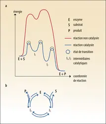 Représentations classiques d’un cycle catalytique - crédits : Encyclopædia Universalis France