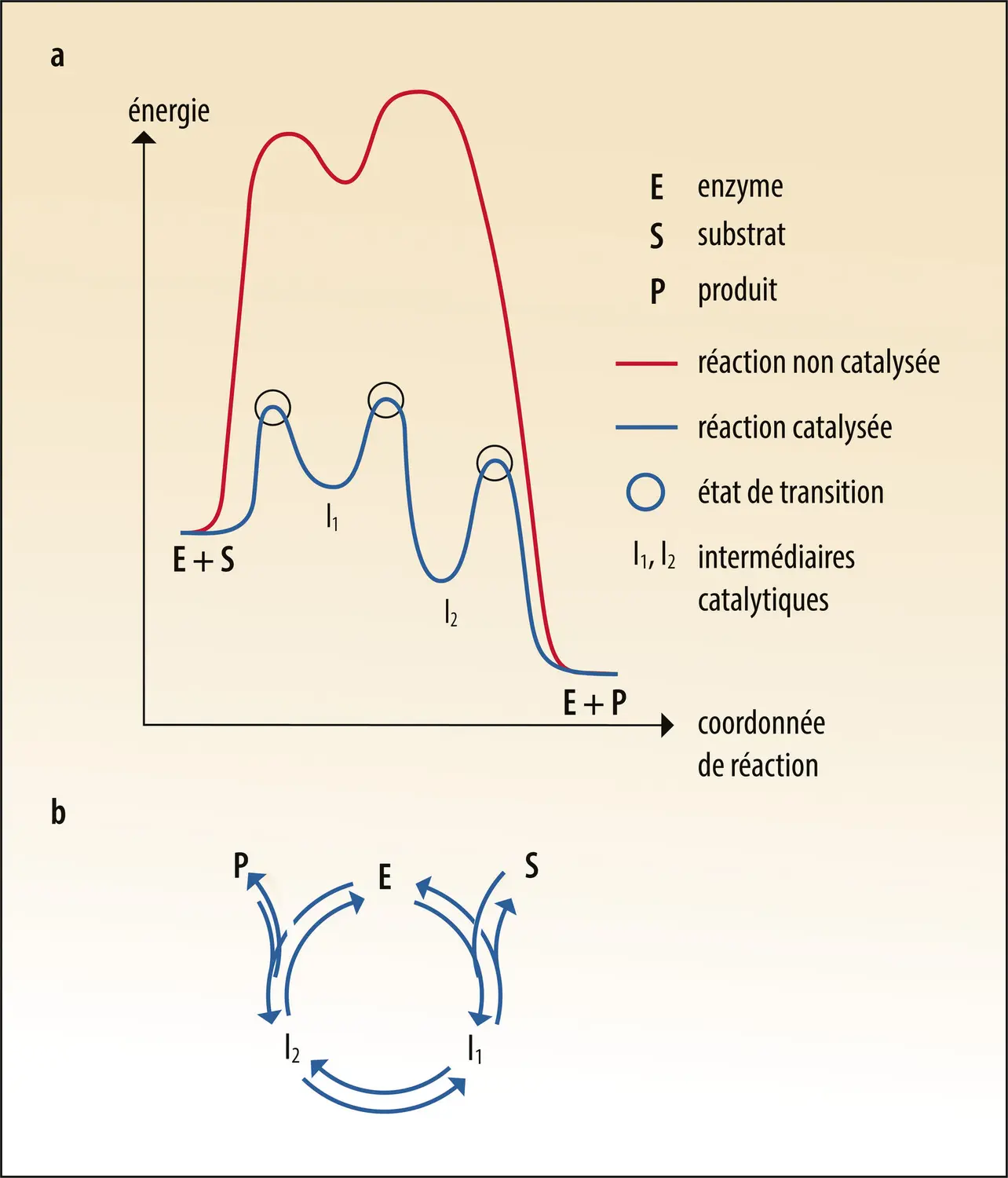 Représentations classiques d’un cycle catalytique