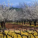 Cerisiers dans le Vaucluse - crédits : Jean Du Boisberanger/ hemis.fr