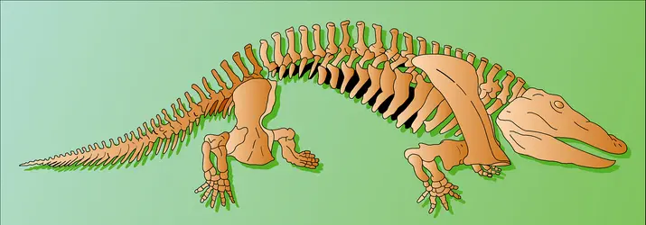 Eryops - crédits : Encyclopædia Universalis France