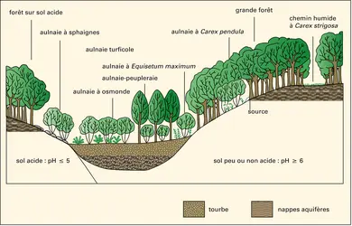 Aulnaies : principaux types d'aulnaies du Bassin parisien - crédits : Encyclopædia Universalis France