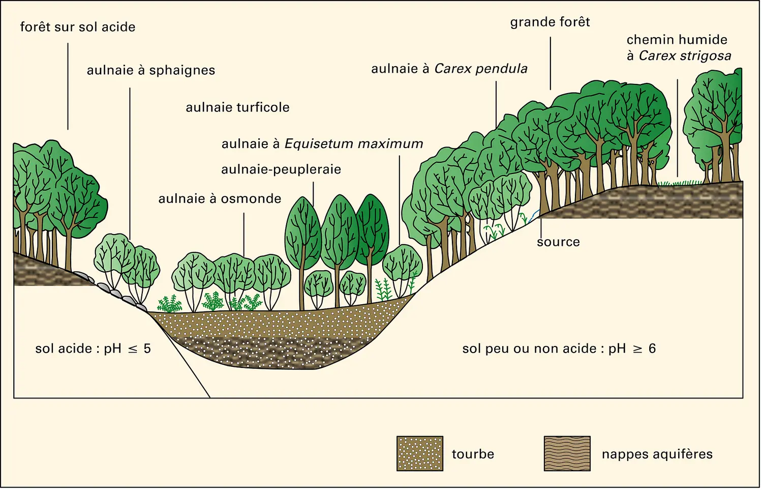 Aulnaies : principaux types d'aulnaies du Bassin parisien