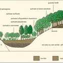 Aulnaies : principaux types d'aulnaies du Bassin parisien - crédits : Encyclopædia Universalis France