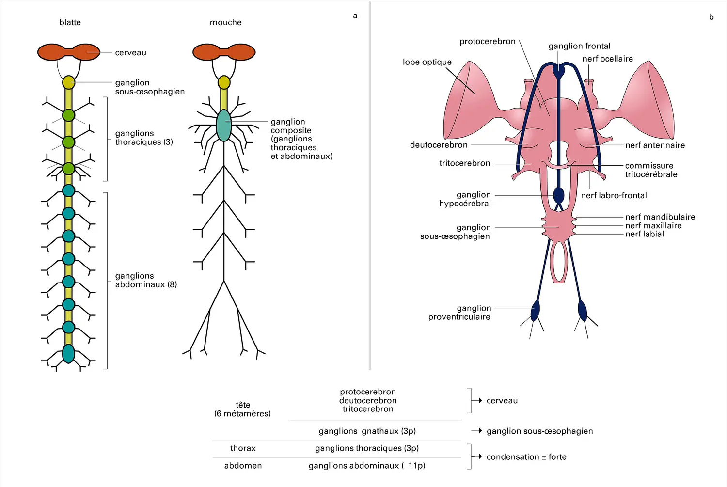 Insectes : système nerveux