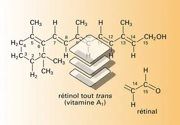 Rétinol tout trans et rétinol 11-cis - crédits : Encyclopædia Universalis France