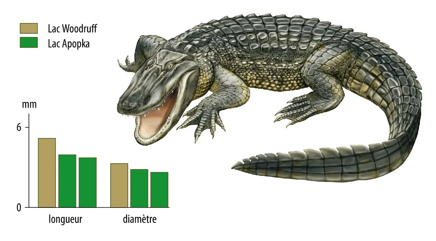 Perturbateurs endocriniens et anomalies chez les alligators