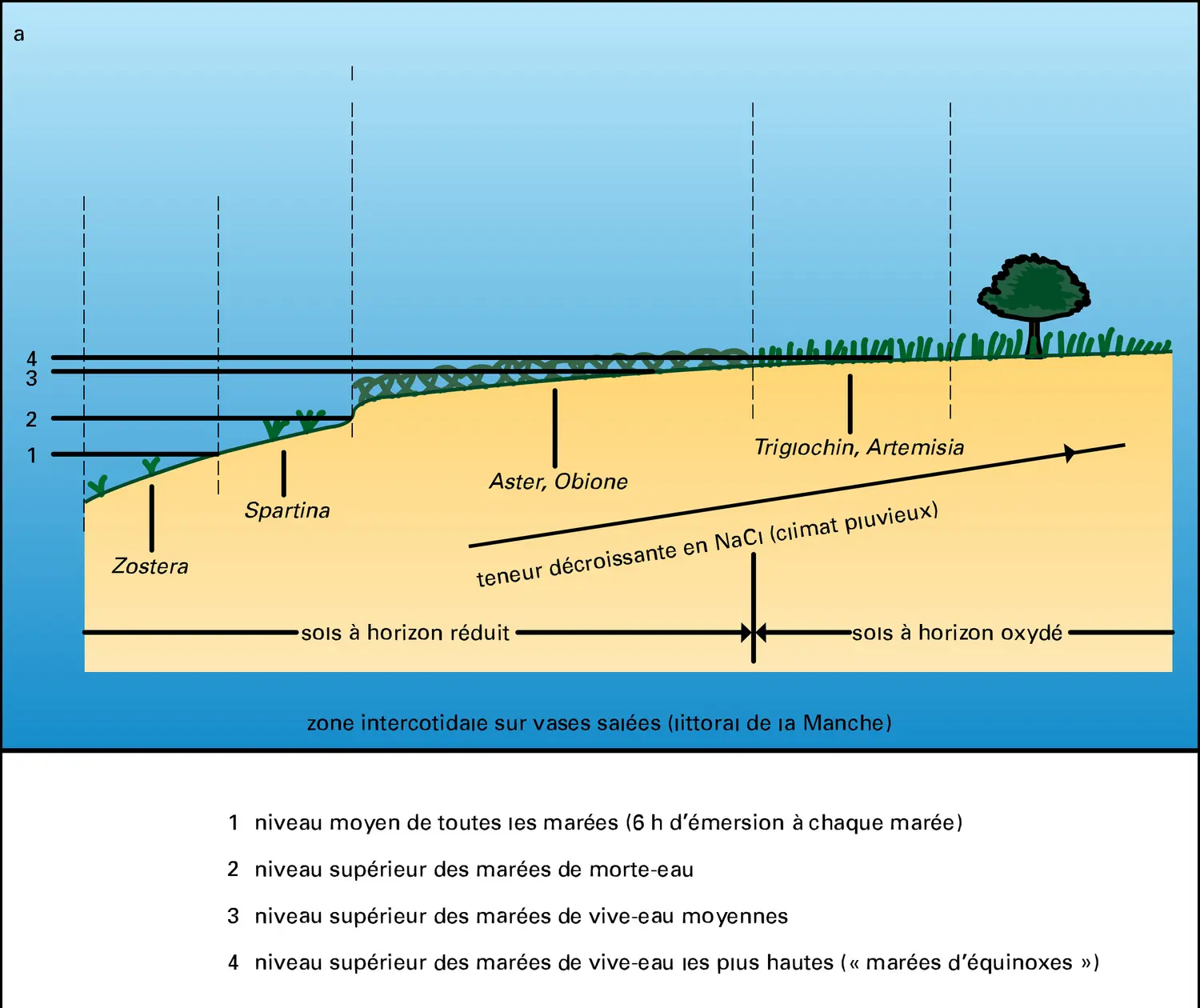 Végétation côtière : zonation en fonction du substrat - vue 2