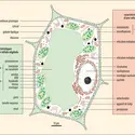 Organisation d’une cellule végétale - crédits : Encyclopædia Universalis France