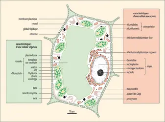 Organisation d’une cellule végétale - crédits : Encyclopædia Universalis France