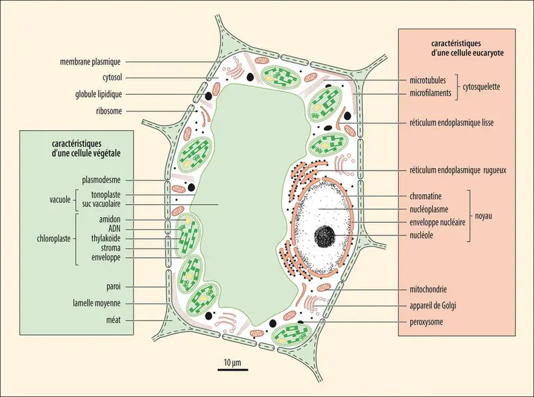Organisation d’une cellule végétale