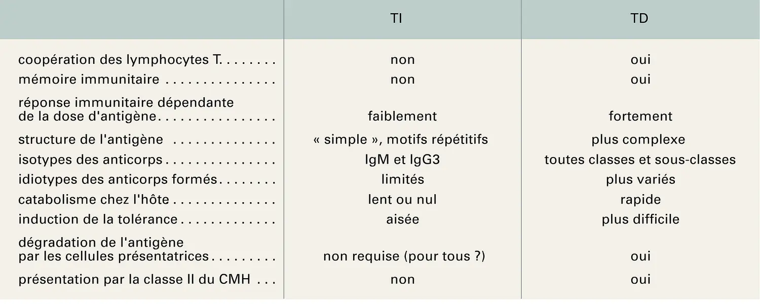 Antigènes TI et TD dans la réponse immunitaire humorale