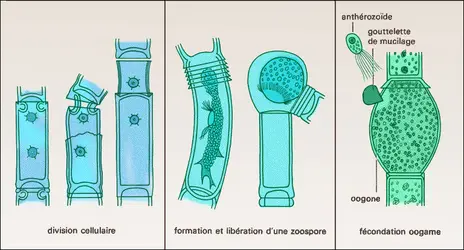 Œdogonium - crédits : Encyclopædia Universalis France